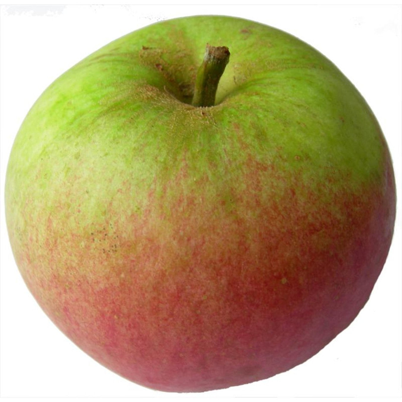 Äpple – Malus domestica 'Laxton's Superb' - 10/12 in Cont HO/ST